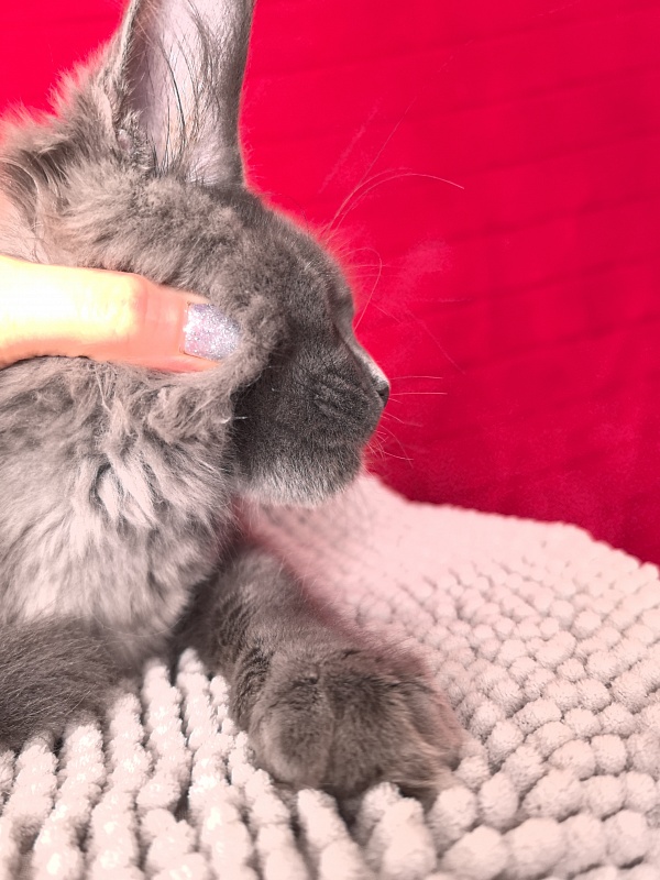 Dennis Akbars - Kitten maine-coon 4 months 3 weeks