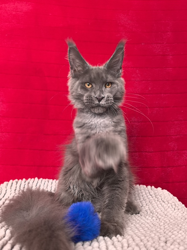 Dennis Akbars - Kitten maine-coon 4 months 3 weeks