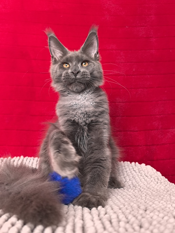 Dennis Akbars - Kitten maine-coon 4 months 3 weeks