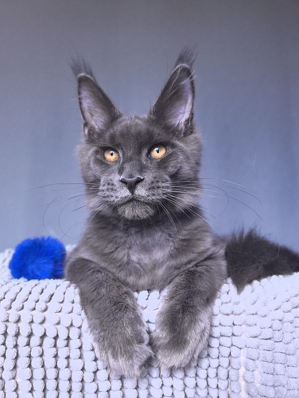 Dennis Akbars - Kitten maine-coon 5 months 1 week