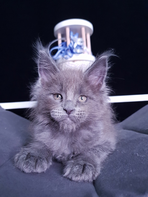 Dennis Akbars - Kitten maine-coon 1 month 3 weeks