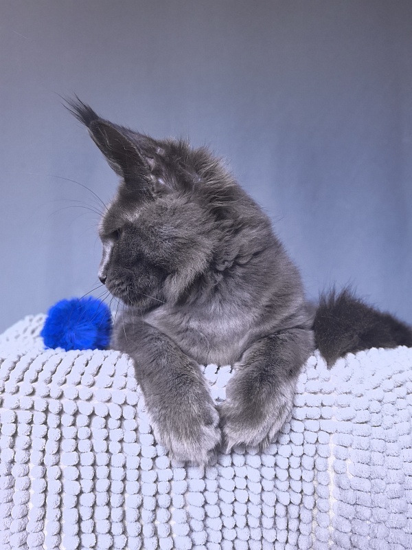 Dennis Akbars - Kitten maine-coon 5 months 1 week