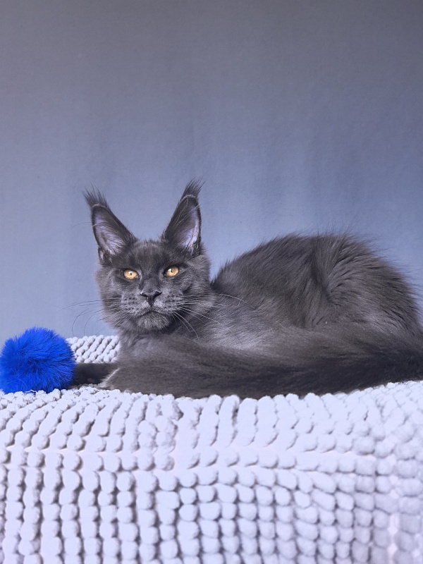 Dennis Akbars - Kitten maine-coon 5 months 1 week