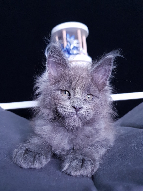 Dennis Akbars - Kitten maine-coon 1 month 3 weeks