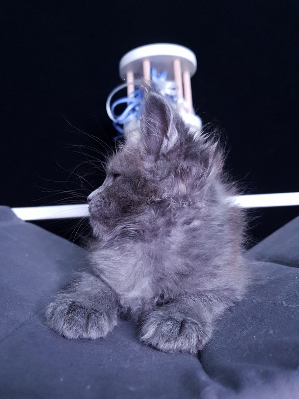 Dennis Akbars - Kitten maine-coon 1 month 3 weeks