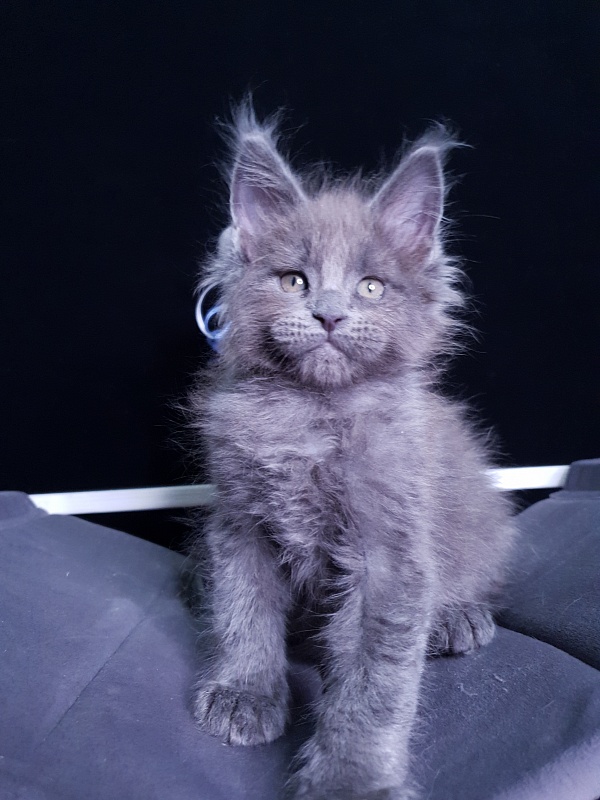 Dennis Akbars - Kitten maine-coon 1 month 3 weeks