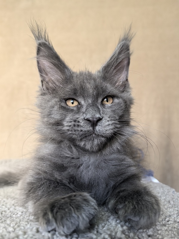 Dennis Akbars - Kitten maine-coon 2 months 3.5 weeks