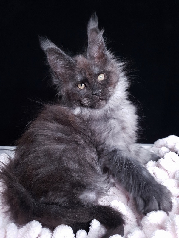 Derby Akbars - Kitten maine-coon 2 months 1 week