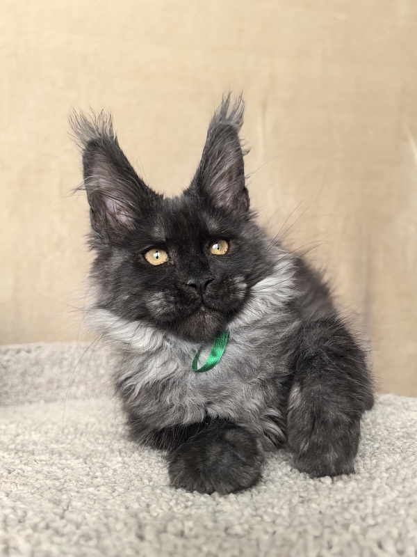 Derby Akbars - Kitten maine-coon 3 months 1 week