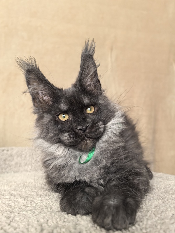 Derby Akbars - Kitten maine-coon 3 months 1 week