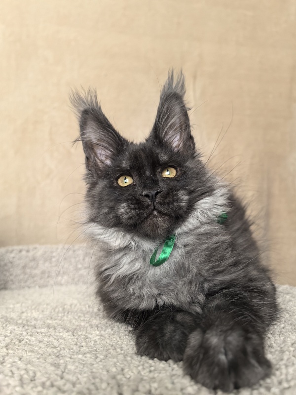 Derby Akbars - Kitten maine-coon 3 months 1 week