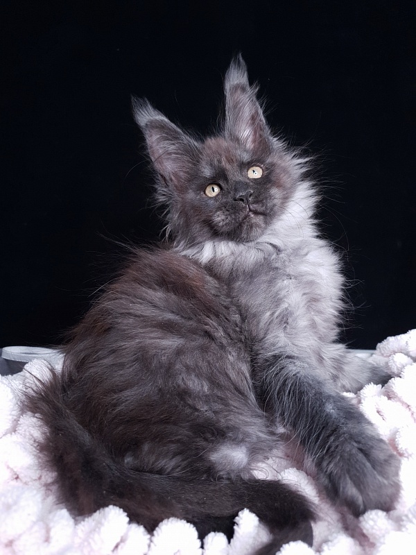 Derby Akbars - Kitten maine-coon 2 months 1 week