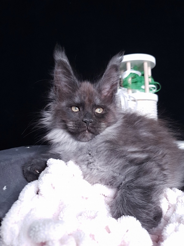 Derby Akbars - Kitten maine-coon 2 months 1 week