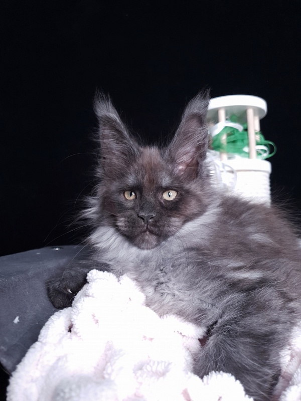 Derby Akbars - Kitten maine-coon 2 months 1 week