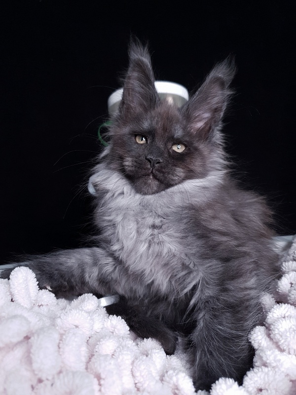 Derby Akbars - Kitten maine-coon 2 months 1 week