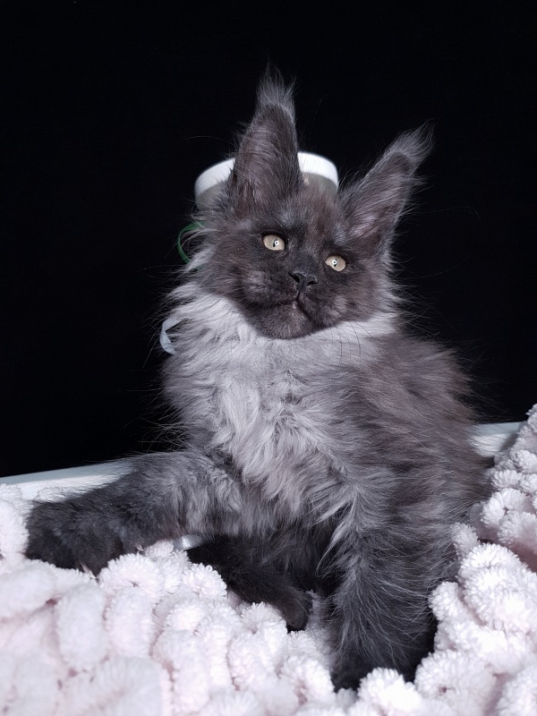 Derby Akbars - Kitten maine-coon 2 months 1 week