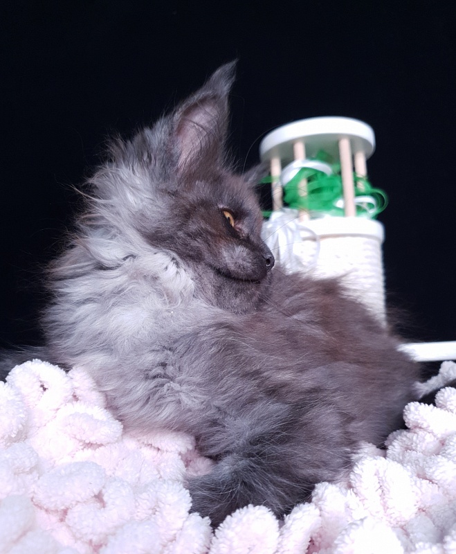 Derby Akbars - Kitten maine-coon 2 months 1 week