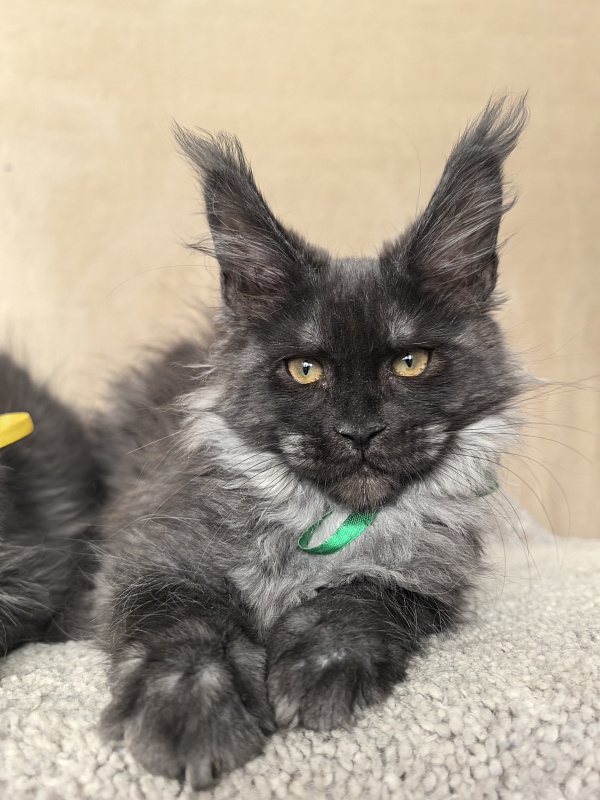 Derby Akbars - Kitten maine-coon 3 months 1 week