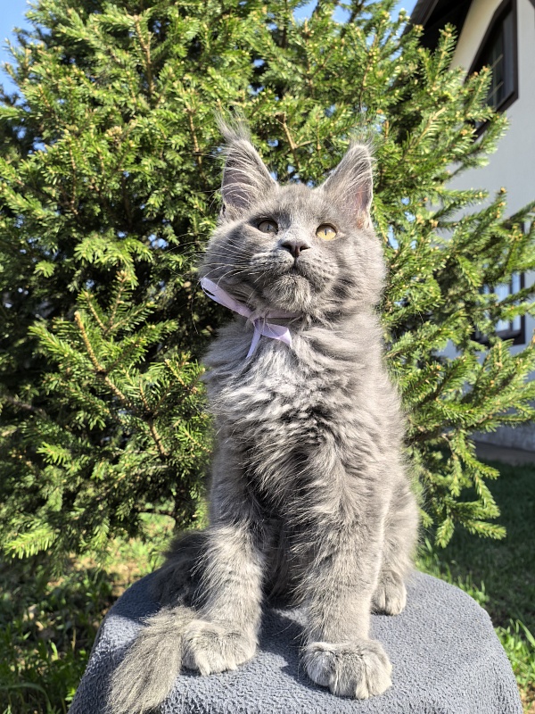 Don Quihotte Akbars - Kitten maine-coon 2 months 3.5 weeks