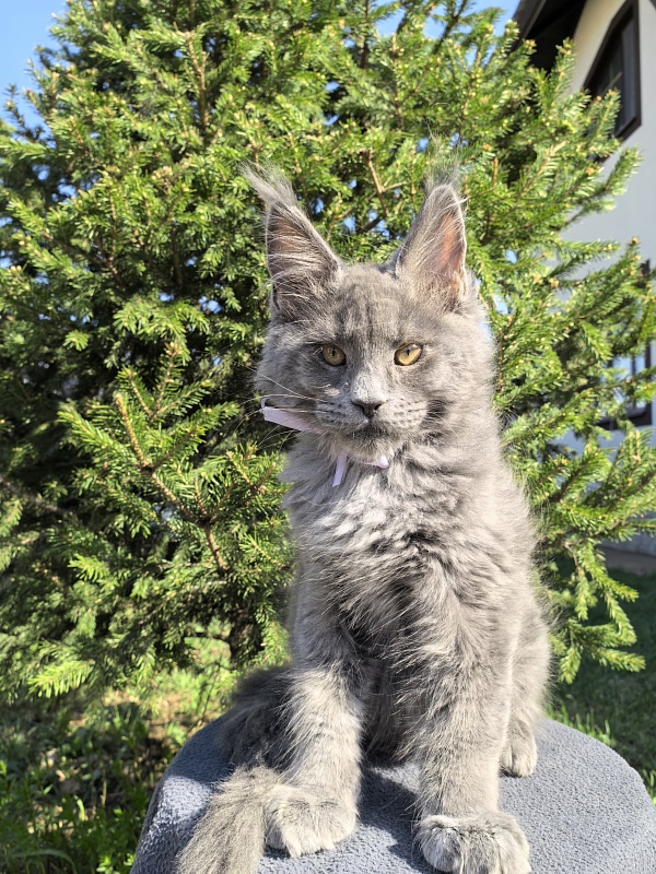 Don Quihotte Akbars - Kitten maine-coon 2 months 3.5 weeks