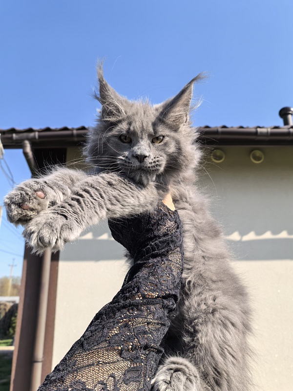 Don Quihotte Akbars - Kitten maine-coon 2 months 3.5 weeks