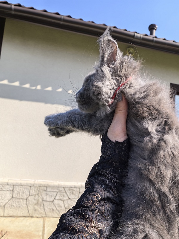 Don Quihotte Akbars - Kitten maine-coon 2 months 3.5 weeks