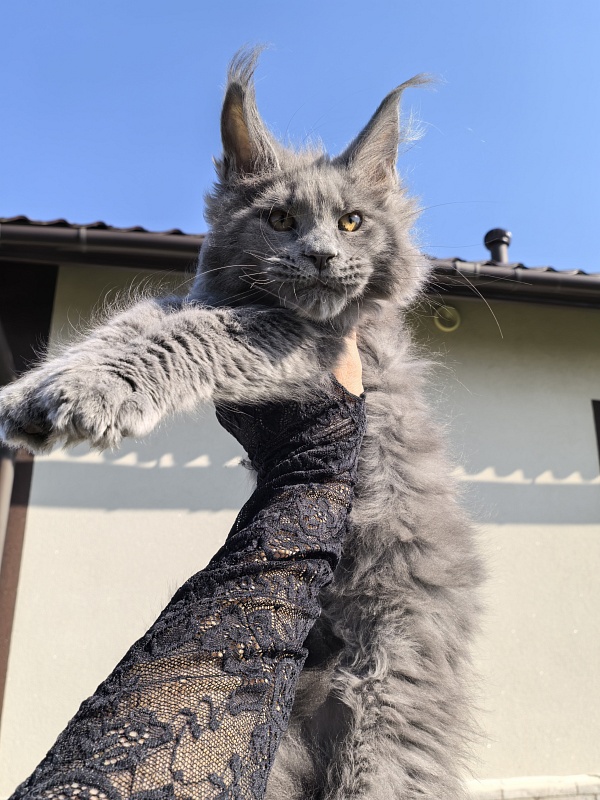 Don Quihotte Akbars - Kitten maine-coon 2 months 3.5 weeks