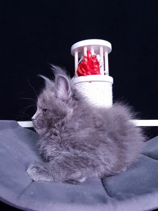 Dilya Akbars - Kitten maine-coon 1 month 3 weeks