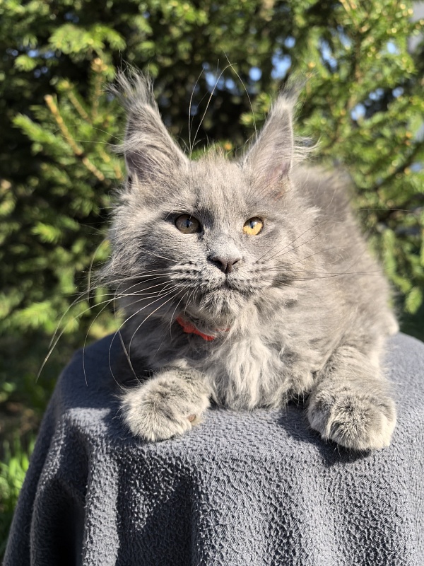 Dilya Akbars - Kitten maine-coon 2 months 3.5 weeks