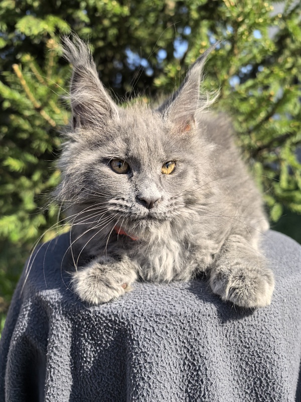 Dilya Akbars - Kitten maine-coon 2 months 3.5 weeks