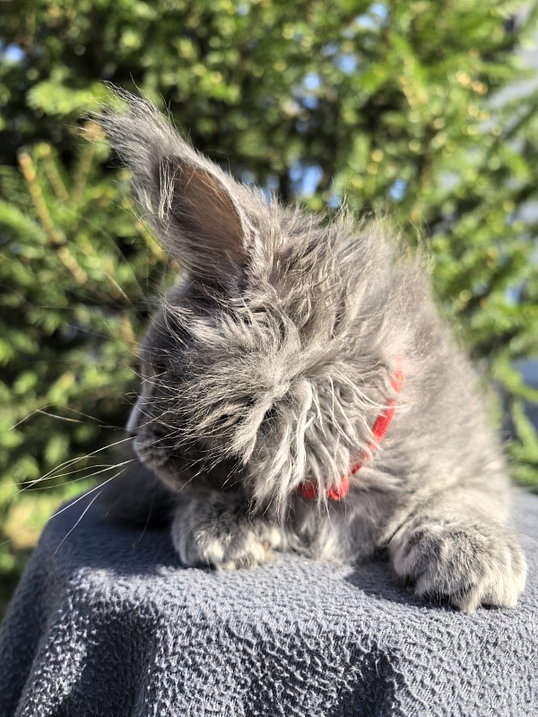 Dilya Akbars - Kitten maine-coon 2 months 3.5 weeks