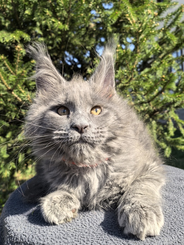 Dilya Akbars - Kitten maine-coon 2 months 3.5 weeks