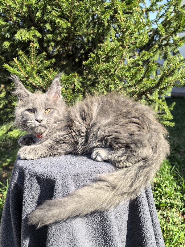 Dilya Akbars - Kitten maine-coon 2 months 3.5 weeks