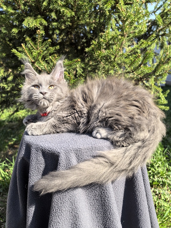 Dilya Akbars - Kitten maine-coon 2 months 3.5 weeks