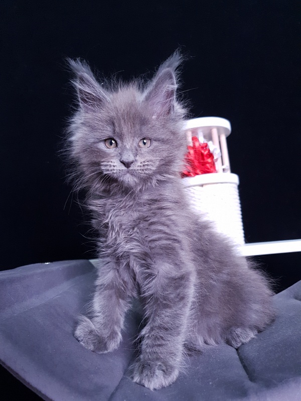 Dilya Akbars - Kitten maine-coon 1 month 3 weeks