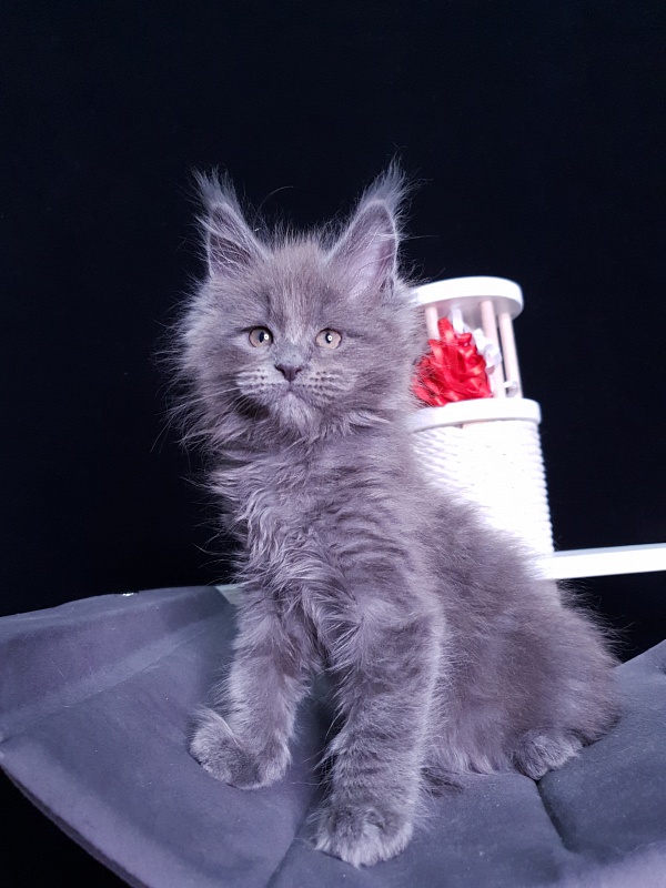 Dilya Akbars - Kitten maine-coon 1 month 3 weeks