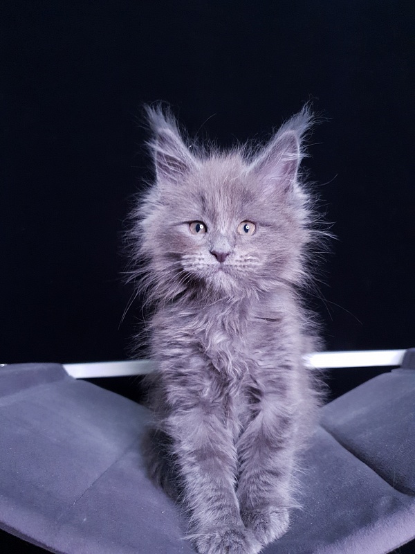 Dilya Akbars - Kitten maine-coon 1 month 3 weeks