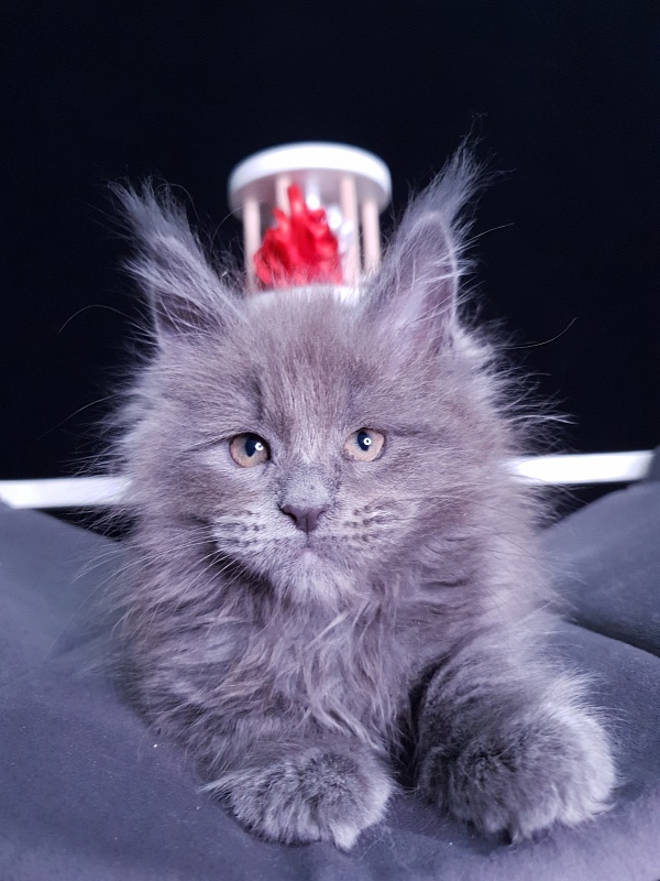 Dilya Akbars - Kitten maine-coon 1 month 3 weeks