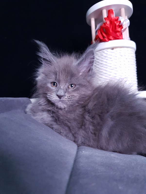 Dilya Akbars - Kitten maine-coon 1 month 3 weeks