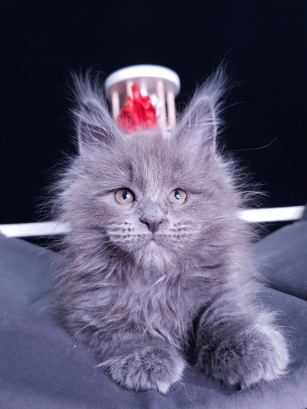 Dilya Akbars - Kitten maine-coon 1 month 3 weeks