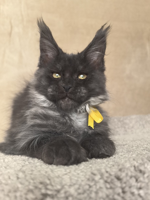 Dashel  Akbars - Kitten maine-coon 2 months 4 weeks