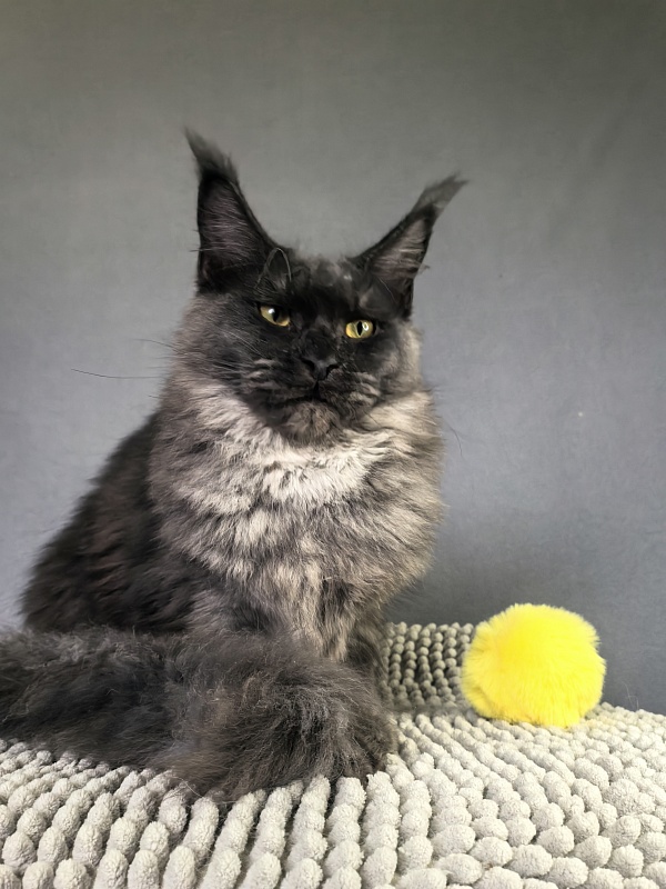 Dashel  Akbars - Kitten maine-coon 6 months 2 weeks