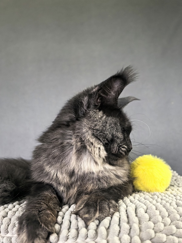 Dashel  Akbars - Kitten maine-coon 6 months 2 weeks