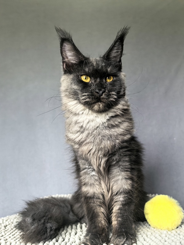 Dashel  Akbars - Kitten maine-coon 6 months 2 weeks