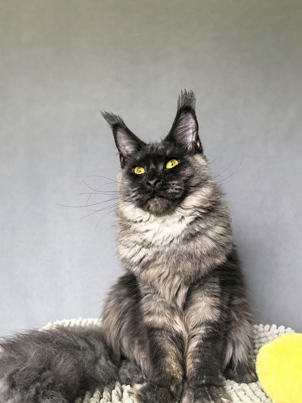 Dashel  Akbars - Kitten maine-coon 6 months 2 weeks