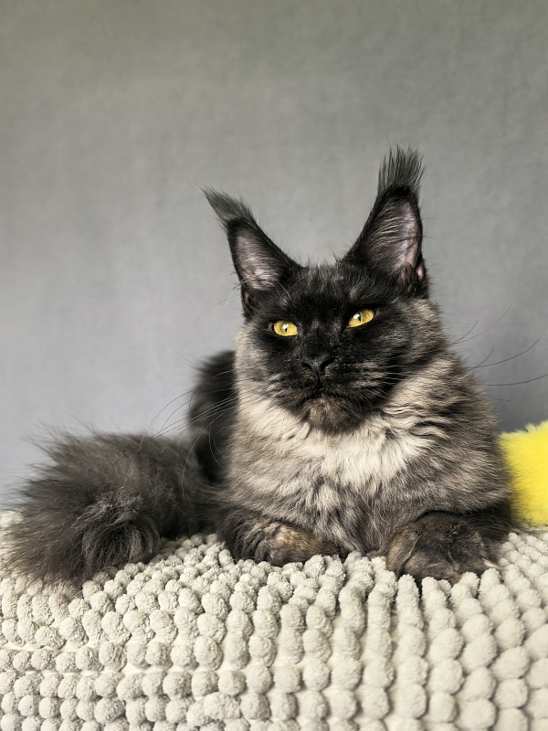 Dashel  Akbars - Kitten maine-coon 6 months 2 weeks