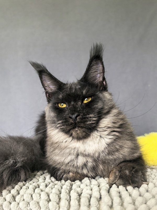 Dashel  Akbars - Kitten maine-coon 6 months 2 weeks