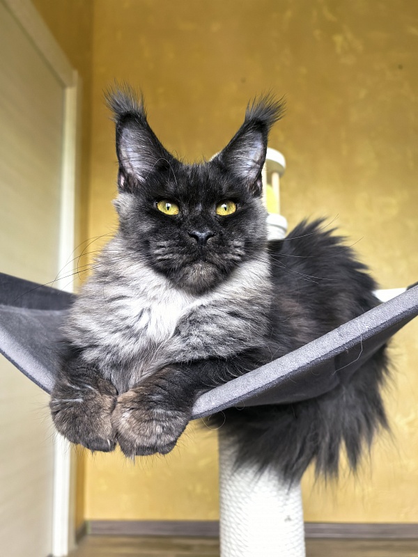 Dashel  Akbars - Kitten maine-coon 6 months 3 weeks