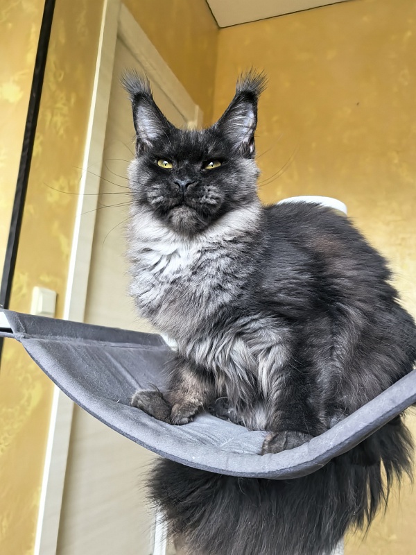 Dashel  Akbars - Kitten maine-coon 6 months 3 weeks