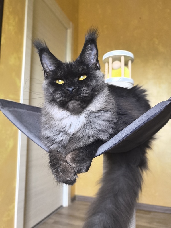 Dashel  Akbars - Kitten maine-coon 6 months 3 weeks